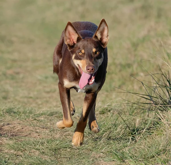 楽しいファームの犬走り回って — ストック写真