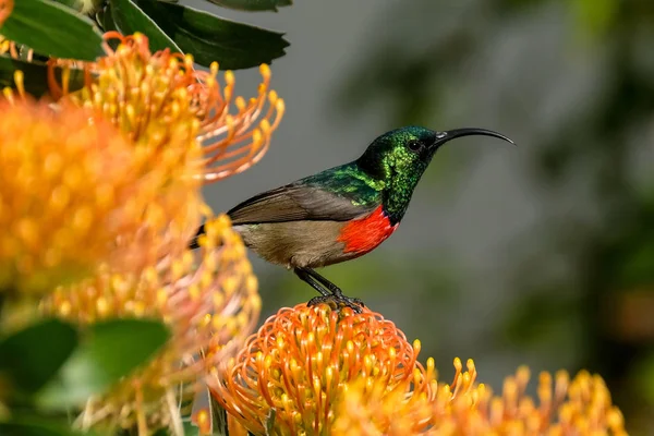 Uma Bela Foto Natureza — Fotografia de Stock