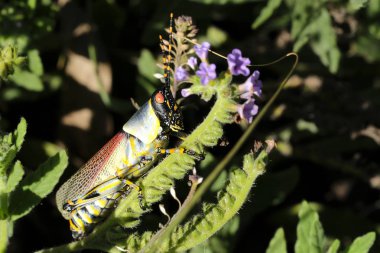 Şaşırtıcı renkli bir çekirge bir close-up