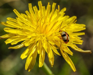 Küçük bir böcek üzerinde çarpıcı bir çiçek oturur