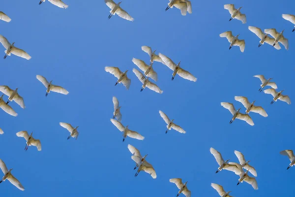 Flock Fåglar Solig Dag — Stockfoto