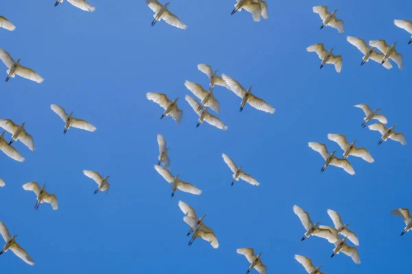 Flokk Fugler Solrik Dag – stockfoto