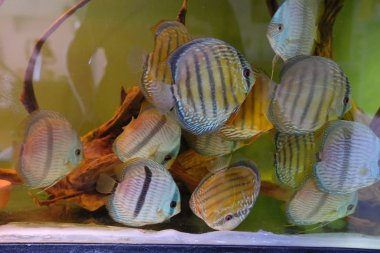 Bir su tankında şaşırtıcı renkli discus bir grup