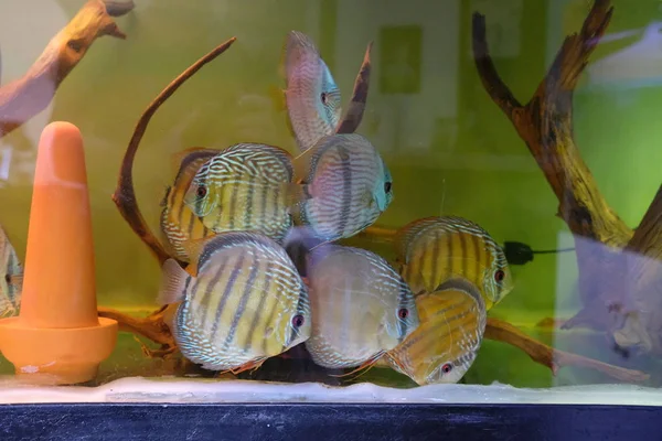 Some Stunningly Colorful Discus Fish Tank Stock Picture