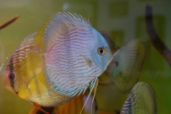 Einige Atemberaubend Bunte Diskus Einem Fischbecken lizenzfreie Stockfotos