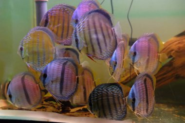 Bir su tankında şaşırtıcı renkli discus bir grup