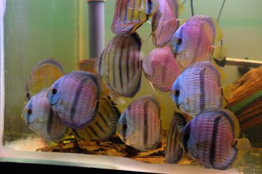 Bir su tankında şaşırtıcı renkli discus bir grup