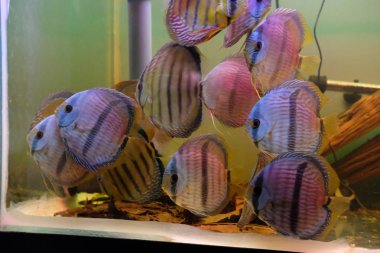 Bir su tankında şaşırtıcı renkli discus bir grup