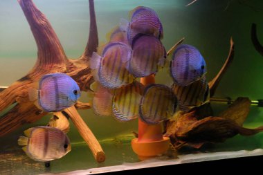 Discus akvaryum içinde çarpıcı bir grup