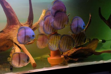 Discus akvaryum içinde çarpıcı bir grup