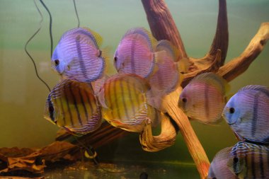 Discus akvaryum içinde çarpıcı bir grup