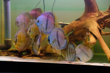 Discus akvaryum içinde çarpıcı bir grup