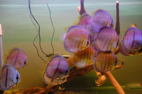 Group Stunningly Colorful Discus Tank Royalty Free Stock Images