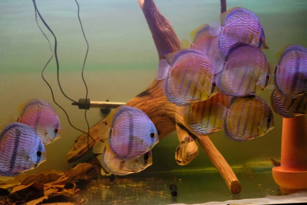 Group Stunningly Colorful Discus Tank Stock Photo