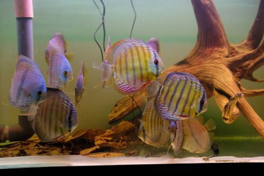 Discus akvaryum içinde çarpıcı bir grup