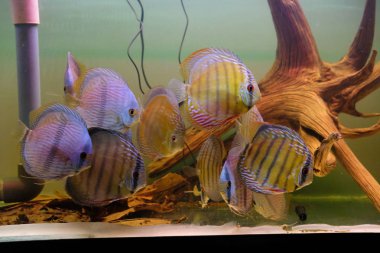 Discus akvaryum içinde çarpıcı bir grup