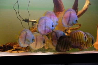 Discus akvaryum içinde çarpıcı bir grup