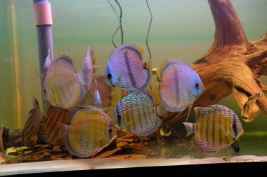 Discus akvaryum içinde çarpıcı bir grup
