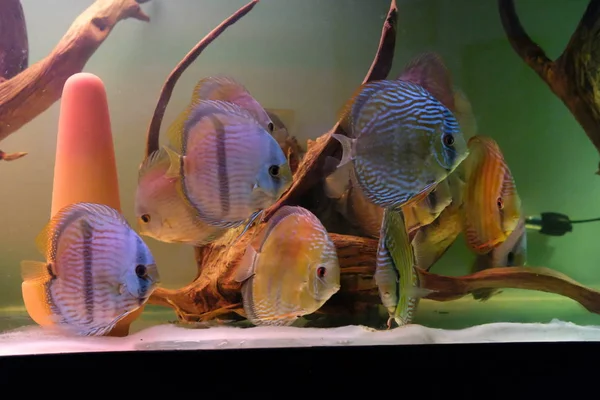 Uno Splendido Gruppo Discus Acquario — Foto Stock