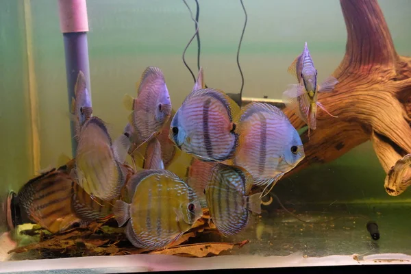Stunning Group Discus Fish Tank Stock Picture
