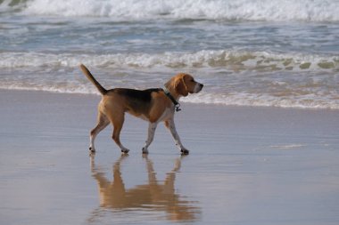 Having a büyük zaman sahilde çok mutlu bazı köpekler