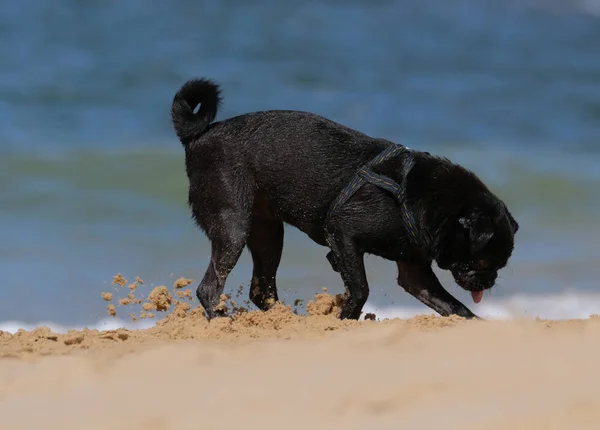 海沿いに爆風を持つ犬 — ストック写真