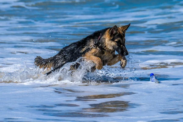 Perros Teniendo Una Explosión Por Océano —  Fotos de Stock