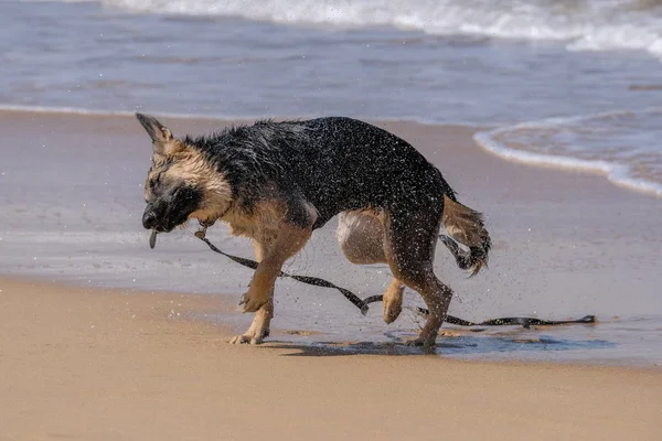 Algunos Perros Muy Felices Playa Pasando Buen Rato —  Fotos de Stock