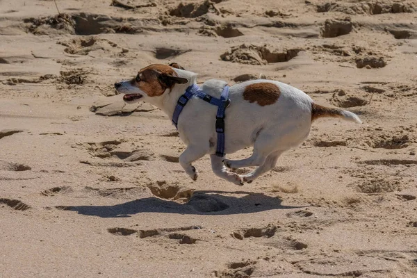 素晴らしい時間を過ごしてビーチにいくつかの非常に幸せな犬 — ストック写真