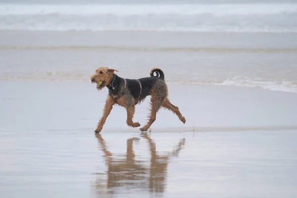 Algunos Perros Muy Felices Playa Pasando Buen Rato —  Fotos de Stock