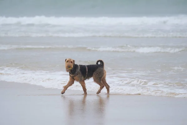 Algunos Perros Muy Felices Playa Pasando Buen Rato —  Fotos de Stock