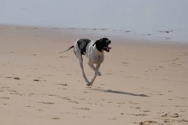 素晴らしい時間を過ごしてビーチにいくつかの非常に幸せな犬 — ストック写真