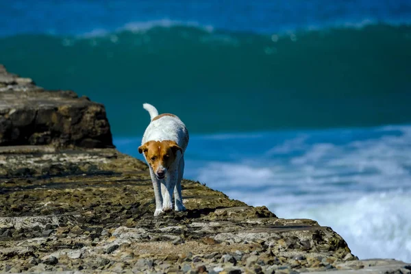 晴れた日に桟橋を散歩を持つ犬 — ストック写真