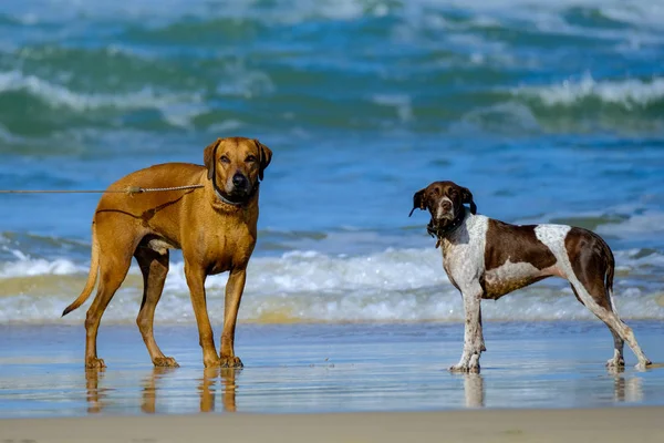 Algunos Perros Muy Felices Playa Pasando Buen Rato —  Fotos de Stock