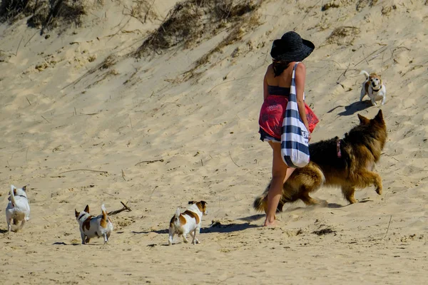 Algunos Perros Muy Felices Playa Pasando Buen Rato —  Fotos de Stock