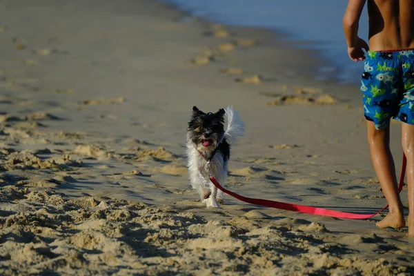 Niektóre Psy Bardzo Szczęśliwy Plaży Świetnie Się Bawią Zdjęcie Stockowe