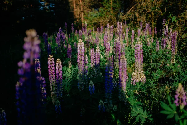 Blühende lila Lupinen auf dem Feld vor dem Hintergrund des Waldes und blauem Himmel an einem sonnigen Sommertag — Stockfoto