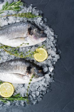 Çiğ Dorado balık buz, madde, biberiye, limon. Koyu arka plan, üstten görünüm