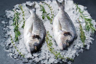 Dorado çiğ balık buz üzerinde madde rosemary. Koyu arka plan, yan görünüm