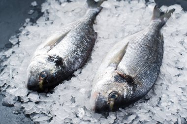 Buz üzerinde çiğ Dorado balık. Koyu arka plan, yan görünüm