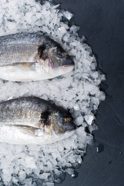 Buz üzerinde çiğ Dorado balık. Koyu arka plan, üstten görünüm