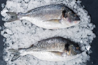 Buz üzerinde çiğ Dorado balık. Koyu arka plan, üstten görünüm