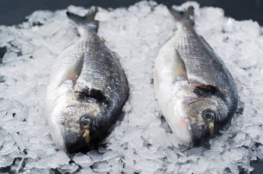 Buz üzerinde çiğ Dorado balık. Koyu arka plan, yan görünüm