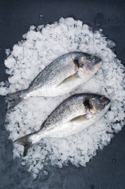 Buz üzerinde çiğ Dorado balık. Koyu arka plan, üstten görünüm