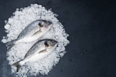 Buz üzerinde çiğ Dorado balık. Koyu arka plan, üstten görünüm, metin için yer