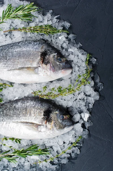 Dorado çiğ balık buz üzerinde madde rosemary. Koyu arka plan, üstten görünüm