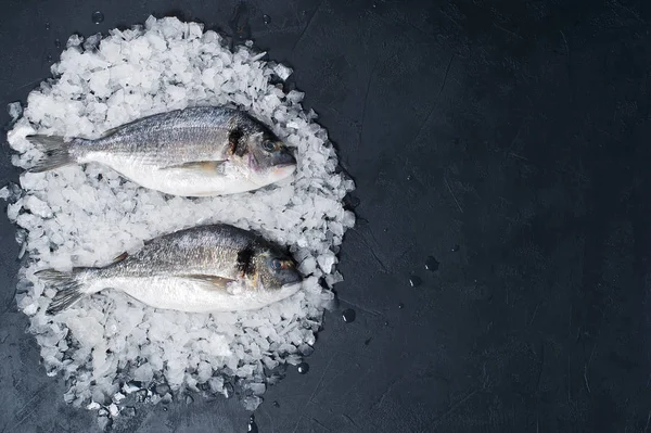Buz üzerinde çiğ Dorado balık. Koyu arka plan, üstten görünüm, metin için yer