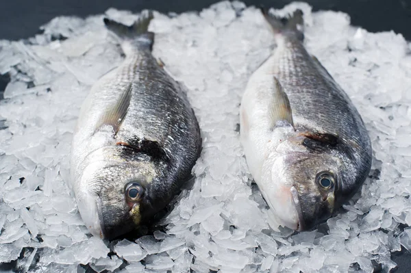 Buz üzerinde çiğ Dorado balık. Koyu arka plan, yan görünüm