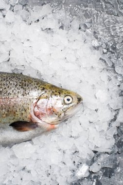 Buz üzerinde ham alabalık. Gri arka plan, üstten görünüm