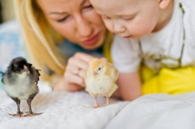 Bir anne ve çocuğunu bir tavuğa arıyorum. Piliç tarih seçici odak